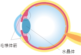 目の筋肉を説明する図